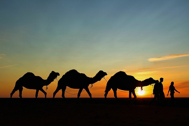 Camel Safaris in Jaisalmer