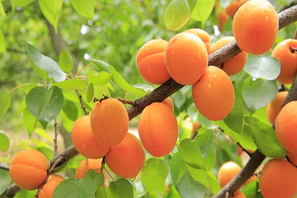 Apricot Shimla Famous Fruits