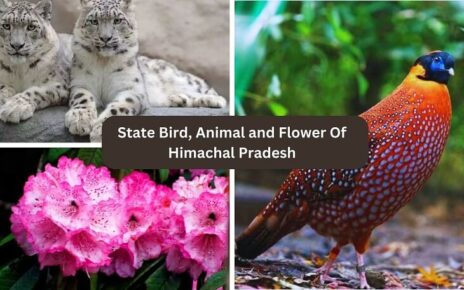 State Bird, Animal and Flower Of Himachal Pradesh (1)